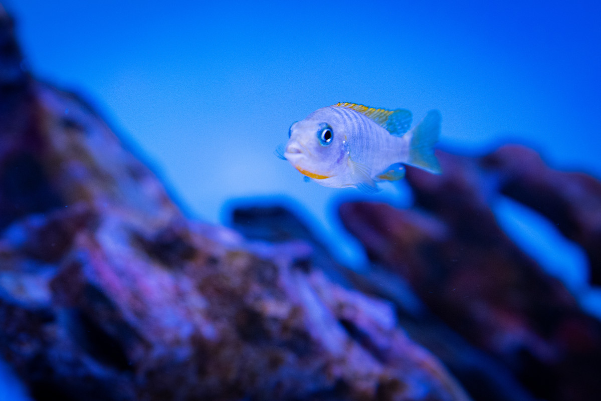 [Imagen: Labidochromis-Hongi-Red-Top-Hembra-DSC-9680.jpg]