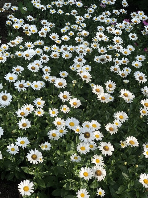 [Image: B4-B8327-B-7-B89-4271-8001-BF0547-FBA088.jpg]