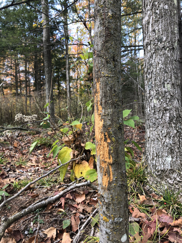 8D61032A-772A-4B51-B305-85C9CE96B6F4