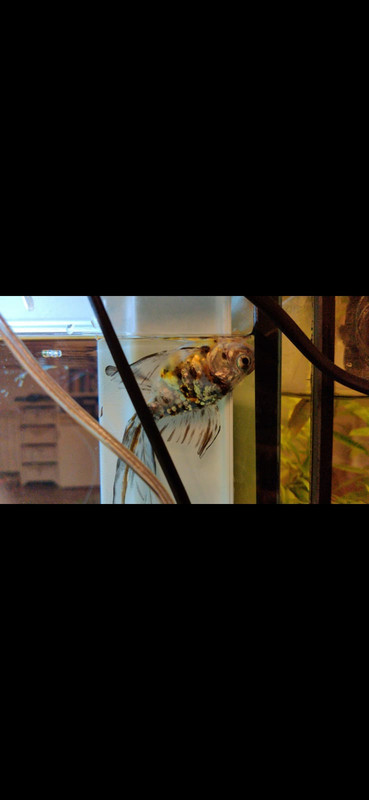 WhatsApp Image 2020-03-16 at 13.29.05 (1)