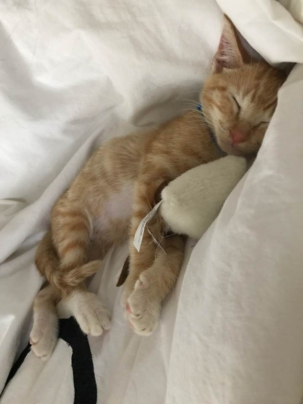 "Жить захочешь, не так раскорячишься". Семья спасла котенка, который из последних сил цеплялся за опору моста