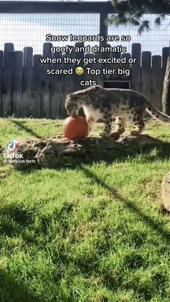 ezgif-2d4e58371ed61d51.gif