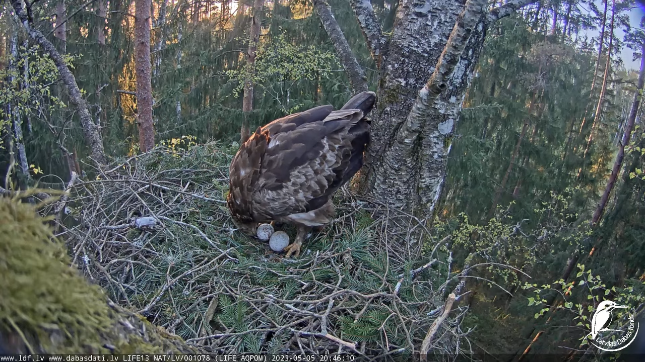 LDF Mazais ērglis (Clanga pomarina), ligzda bērzā 10-31-45 screenshot