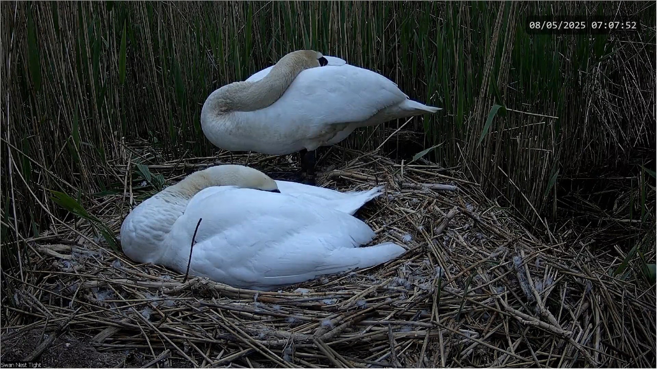 🔴 TIEŠRAIDES Gulbju ligzda 🦢 _ Putnu kameras _ Roberts E. Fullers 5-51-1 screenshot