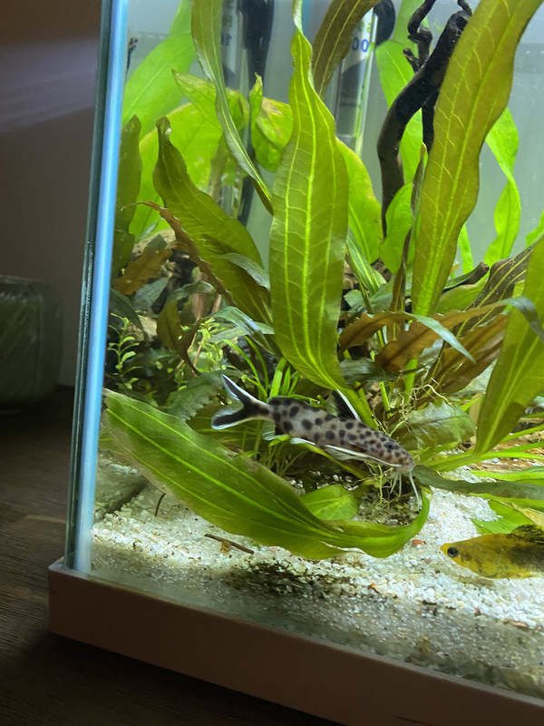 D51DCAA6-601B-43DC-8185-DB8AB131D9CB