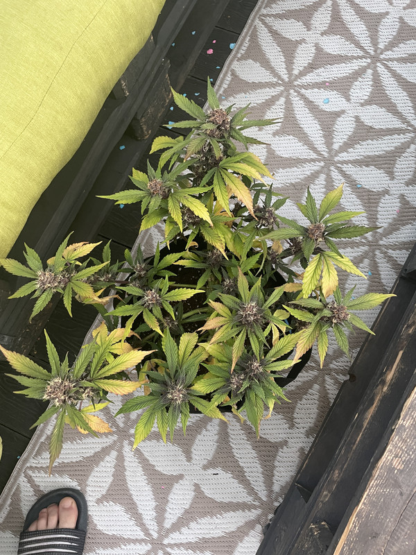 8CBB4525-C749-408A-9DB6-5871E3B8C5ED