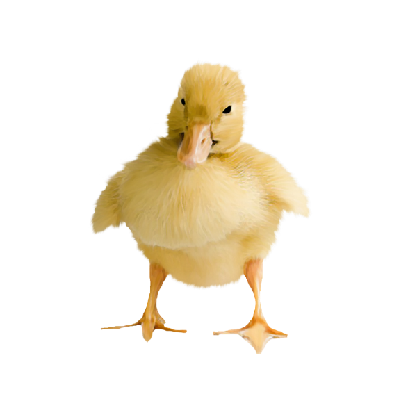 0_1c1a1c_f2755561_orig