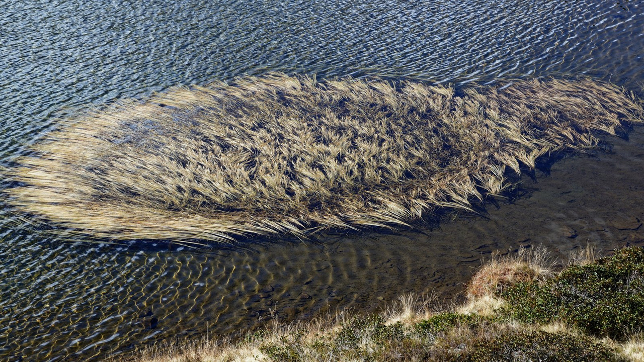24-211 Igelkolben Schmalblättriger Sparganium angustifolium Schwimmblätter Giglachsee