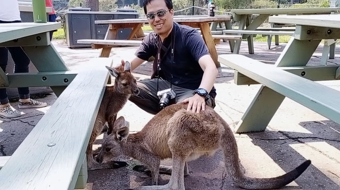 Seorang pengunjung memberi makan dan mengelus-elus kanguru di Australia Reptile Park, Kamis (31/10/2019).