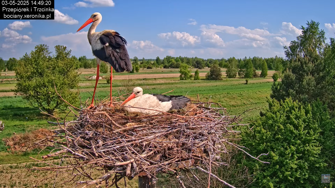03052025bociany13