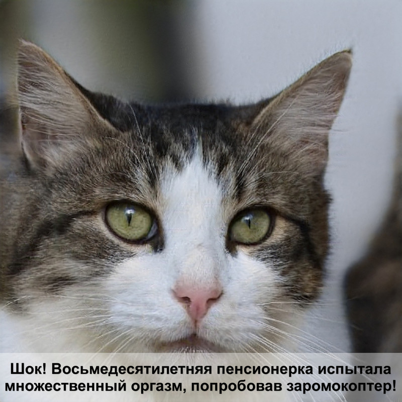 кошка чихает шерсть