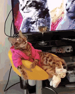 daily-gifdump-3388-23.gif