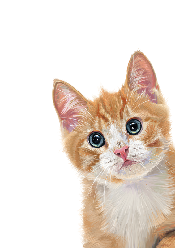 cute kitten corner screen