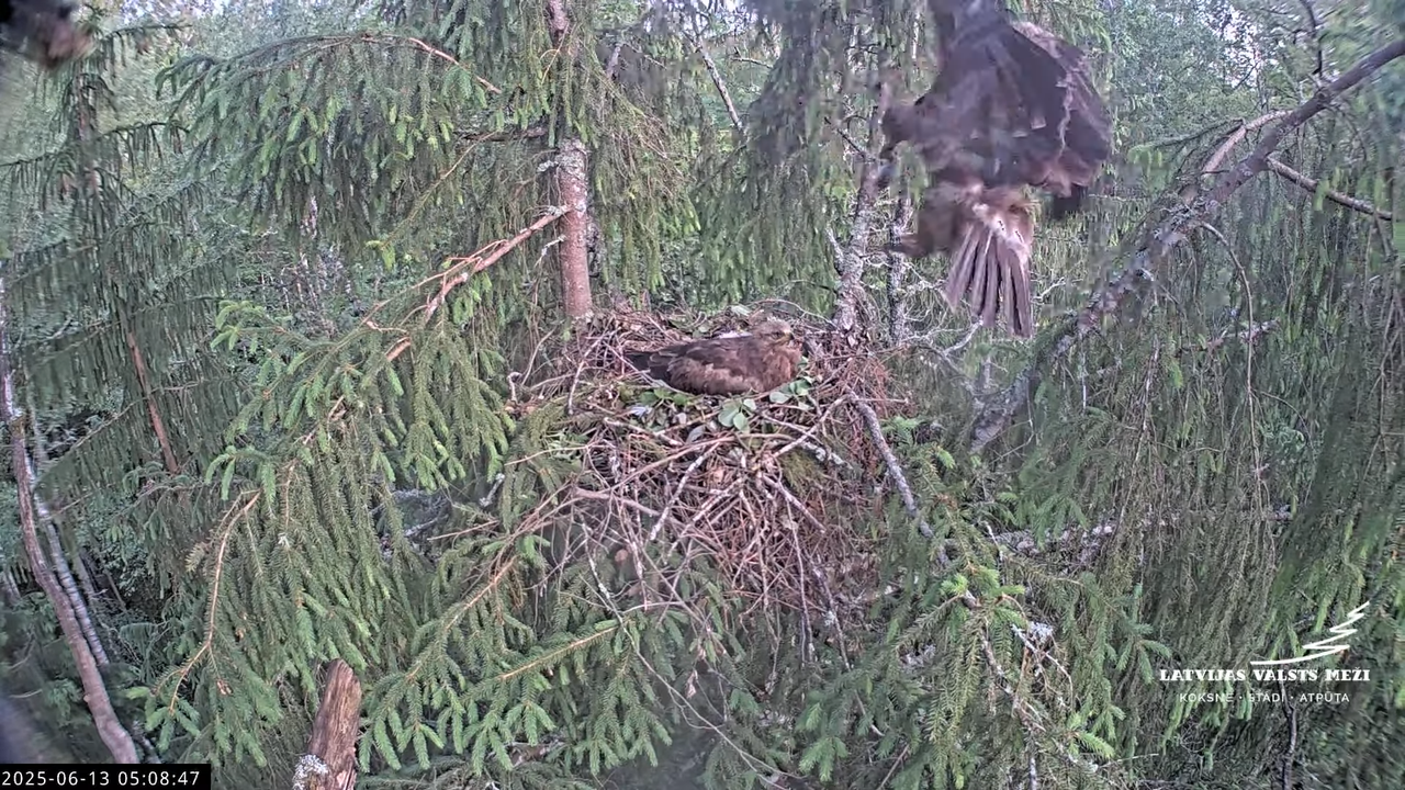 LVM mazais ērglis Lisiņa, egle2 – Lesser Spotted Eagle 5-36-24 screenshot