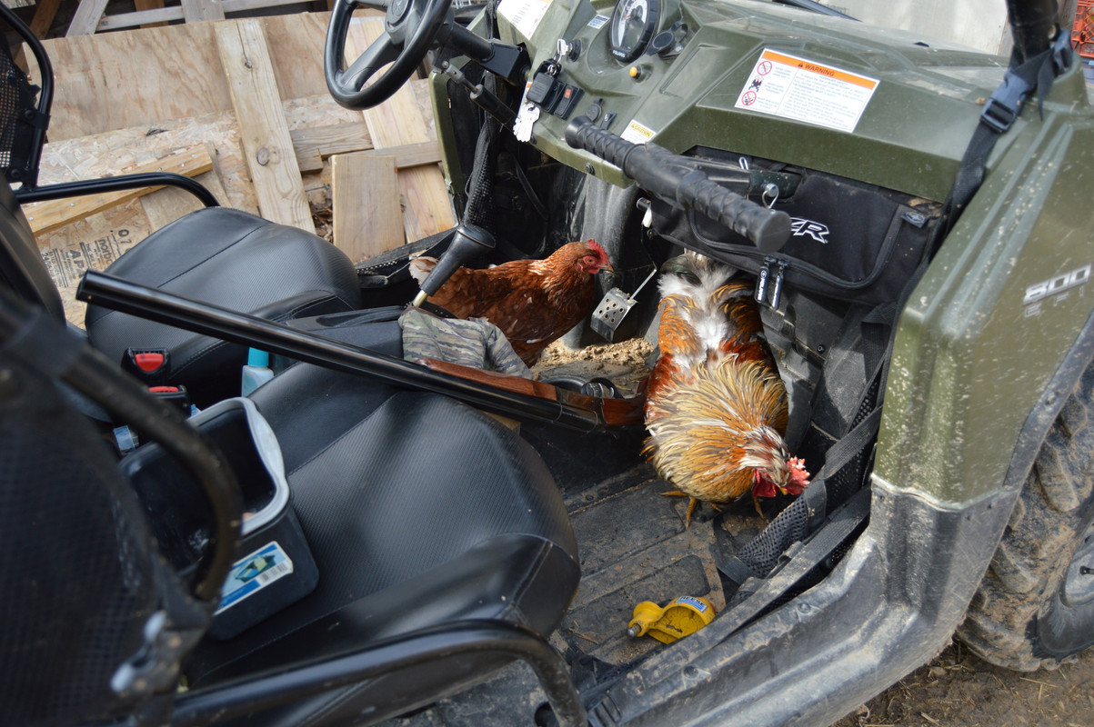 2015-3-9 Chickens (55)