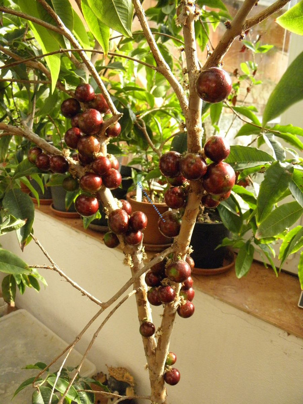 P9236930