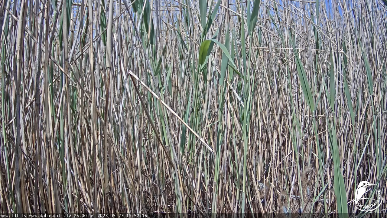 Lielais dumpis (Botaurus stellaris) Engurē - LDF tiešraide 14-0-0 screenshot