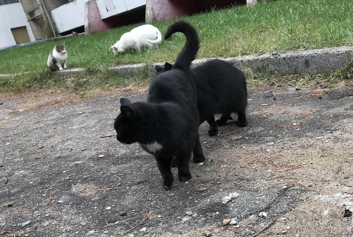 Выбрали? позвоните+375-33-602-45-42 , есть готовые,вымытые,откар