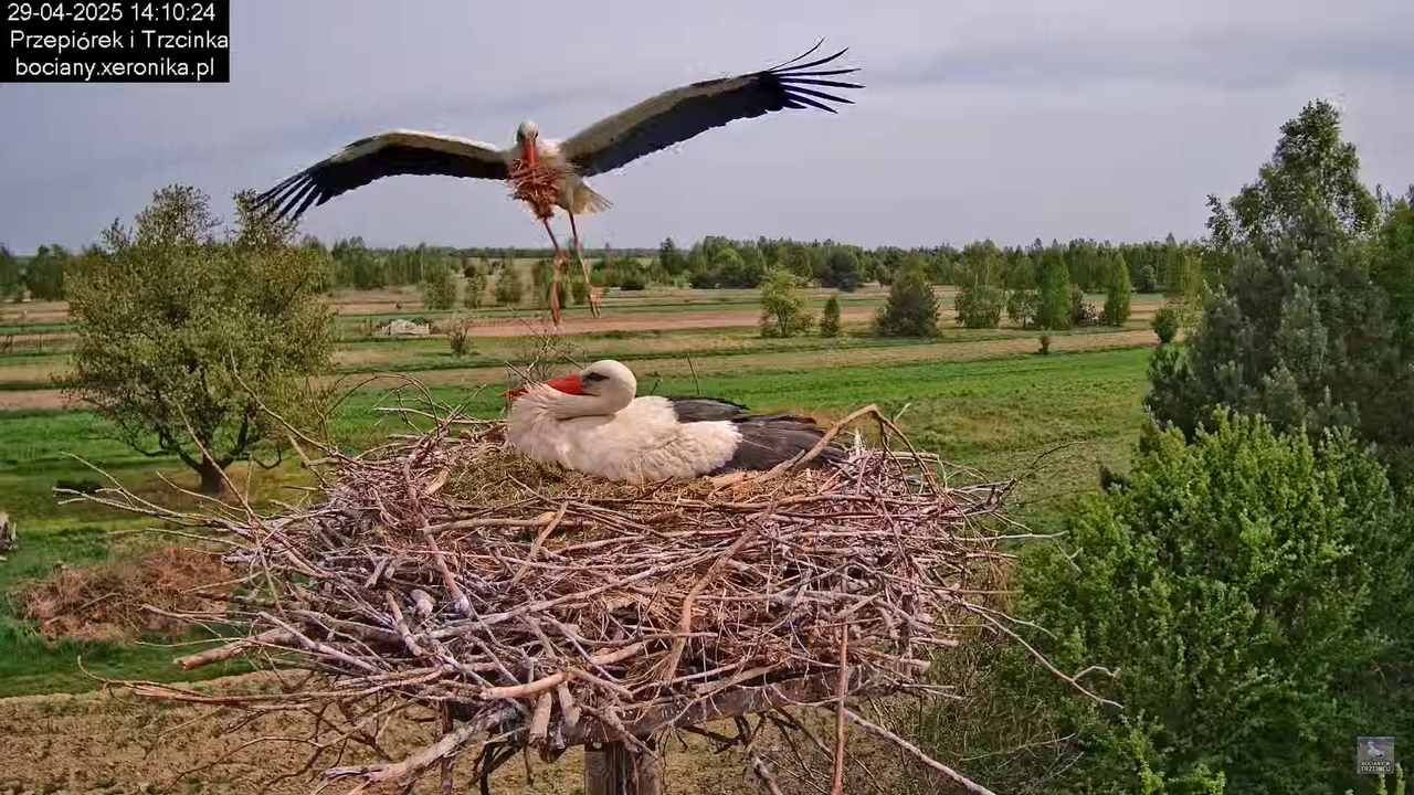 29042025bociany23