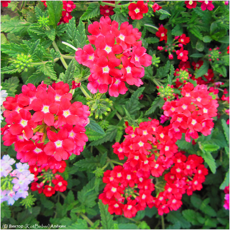 8-IMG-8806-1
