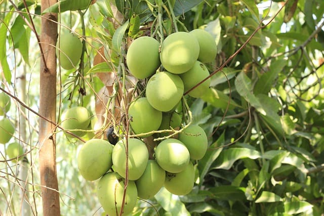 Bunga mangga - pemilihan varietas