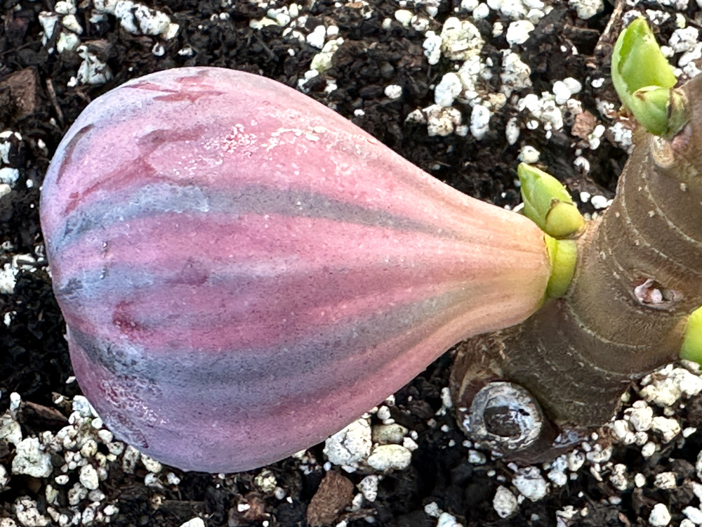 figs-99.jpg