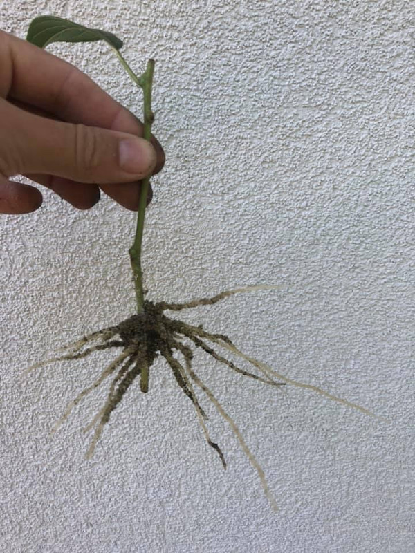 1B62D920-8938-4241-81D4-A5907CBF7F62