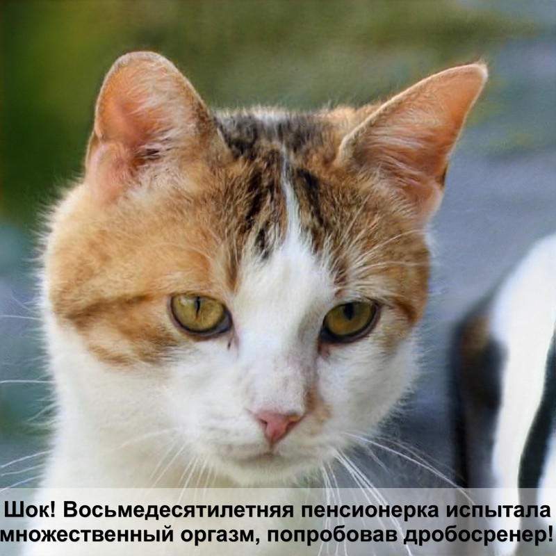 бельгийская кошка фото