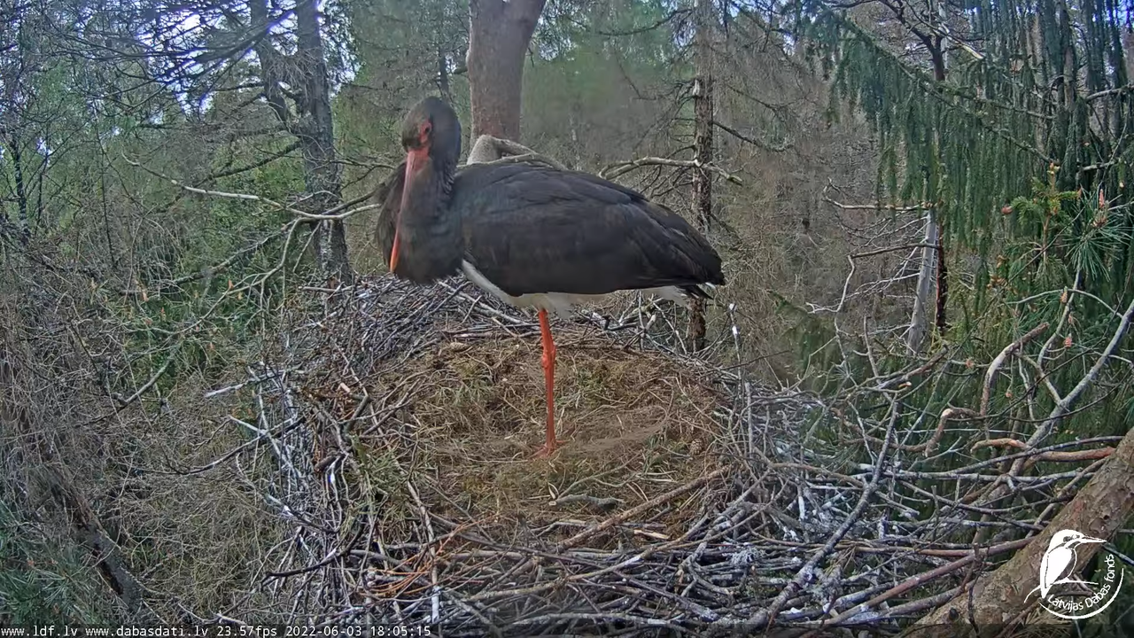 Melnais stārķis (Ciconia nigra) Siguldas novadā - LDF tiešraide 12-4-15 screenshot