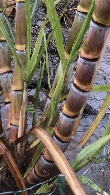 43951C4C-1BAD-43A0-813A-6876C18475DC