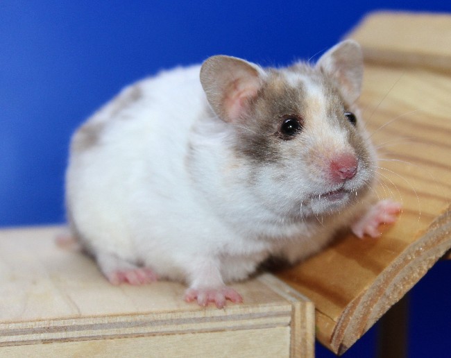 ягодка 21.04.22-03