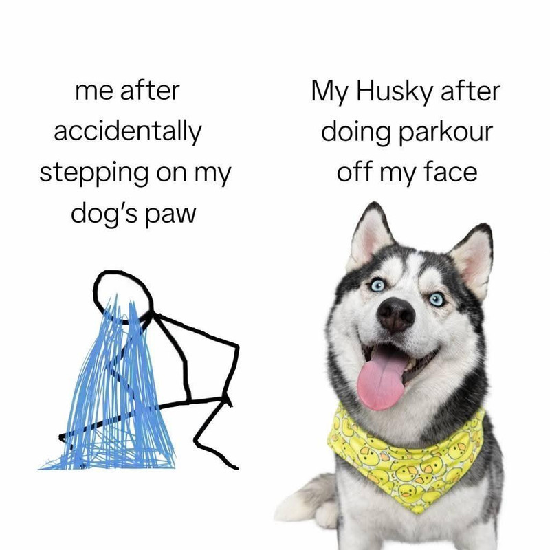 DOGS