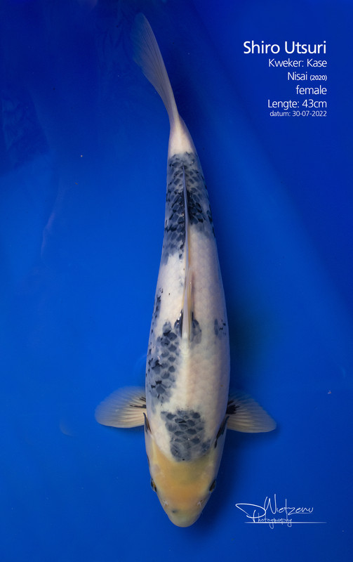 WBC_5269-sml-txt
