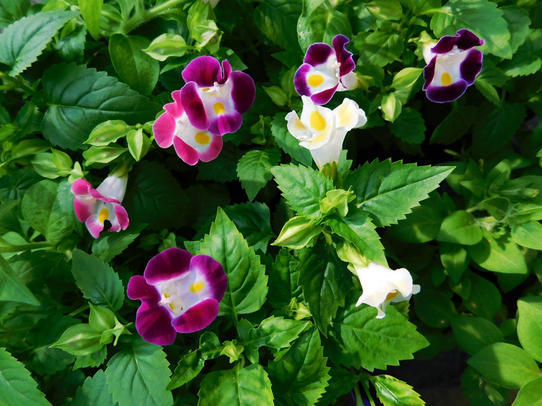 DSCN5681.jpg