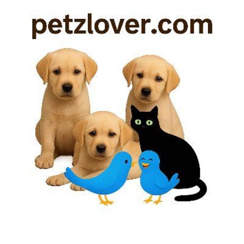Free pets and Animals Classified | United States.