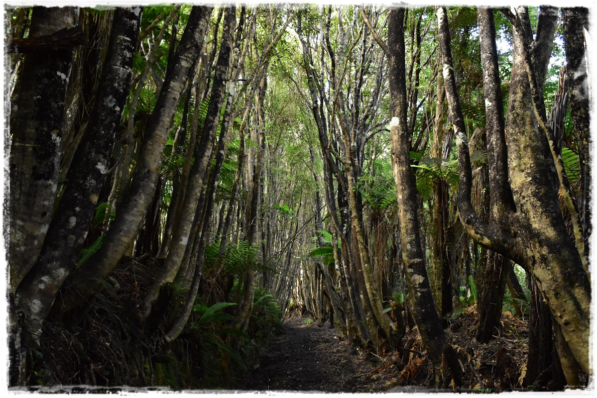 Fiordland NP: Humpridge Track (febrero 2021) - Escapadas y rutas por la Nueva Zelanda menos conocida (56)