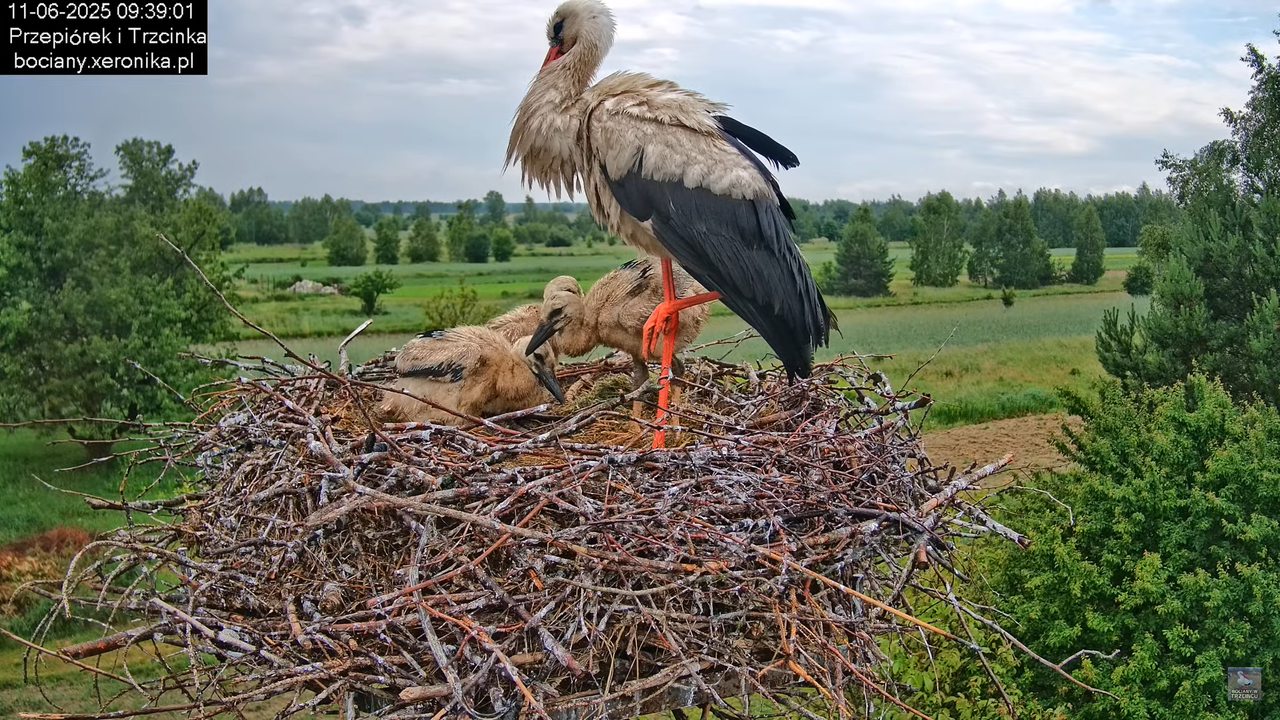 11062025bociany21