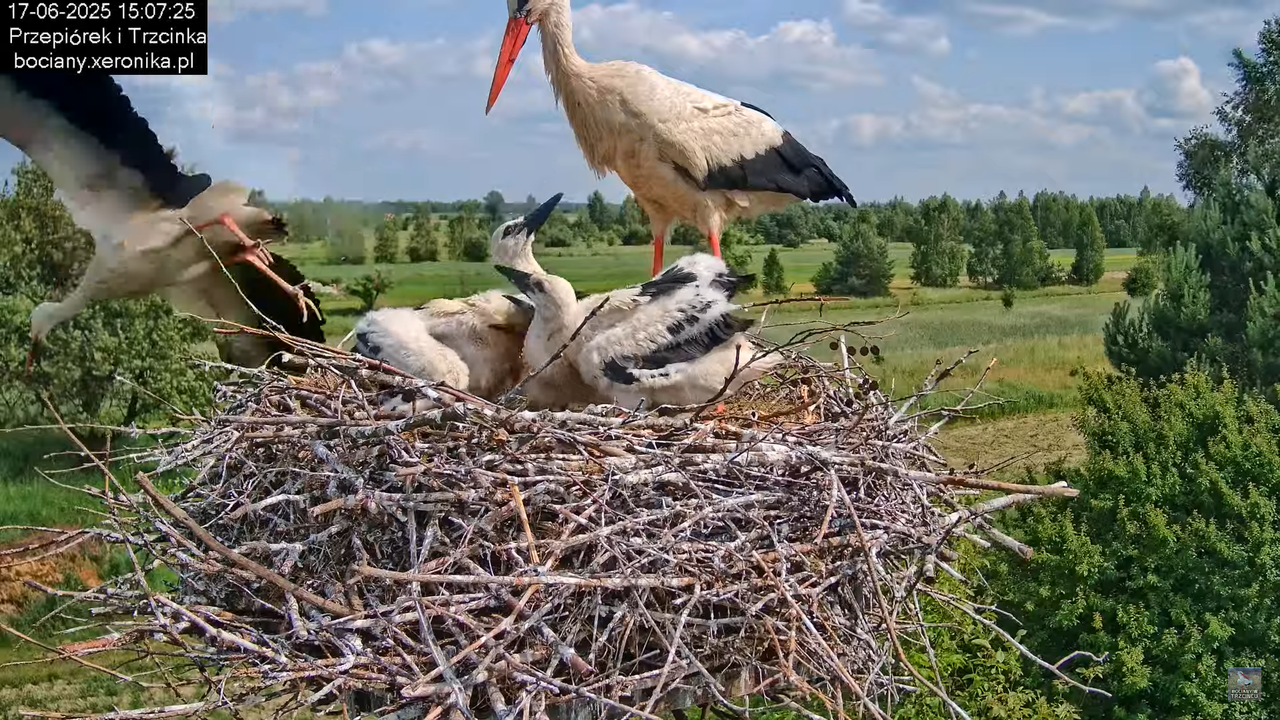 17062025bociany48