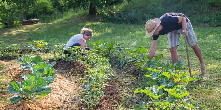 Sorts of Vegetable Cultivate Layouts