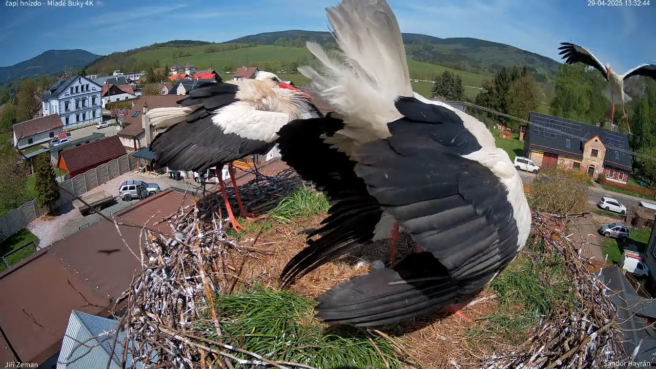 Tiešraides kamera — Mladé Buky — stārķa ligzda 4K 15-40-19 screenshot (3)