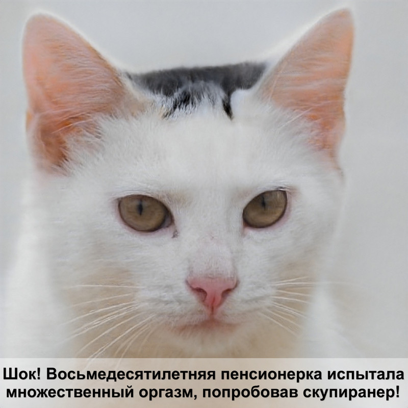 корм для стерилизованных кошек