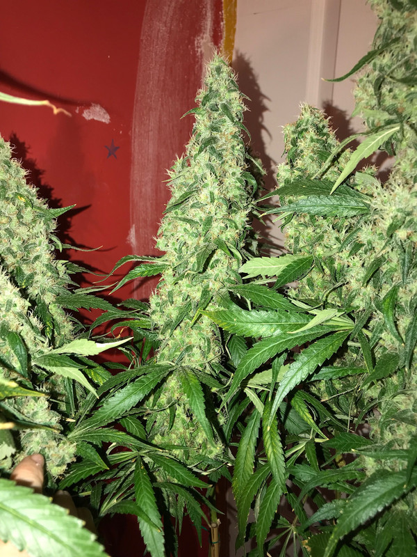 D6926C3F-B663-4815-9B0D-1406BEC7E777