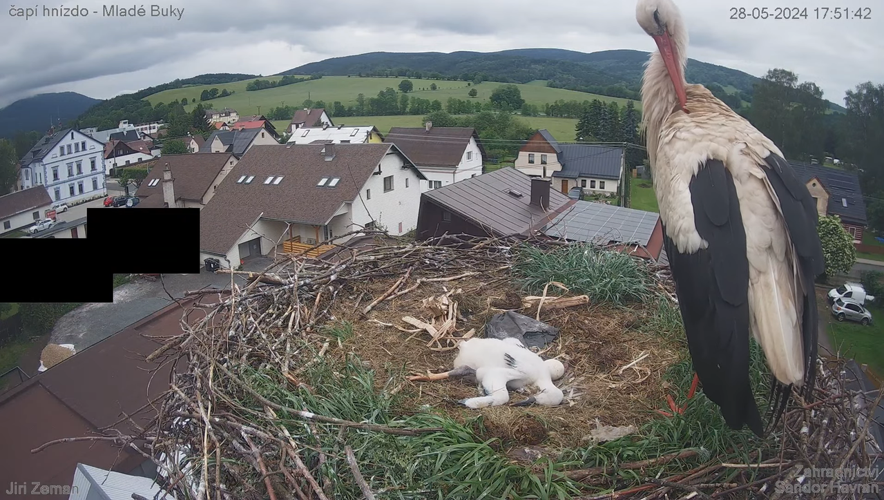 Živá kamera - Mladé Buky - čapí hnízdo 15-31-29 screenshot