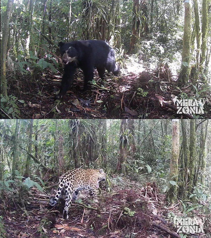 Andean Bear and Jaguar