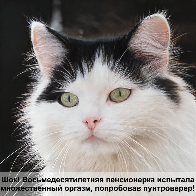 кошки клочьями выпадает шерсть