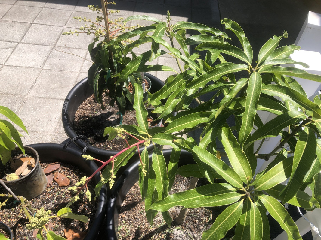 Kaeli-K Second Panicle