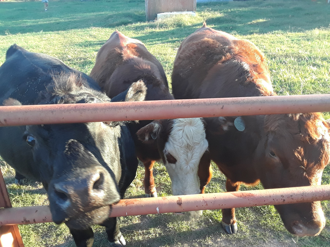 heifer yearling 4