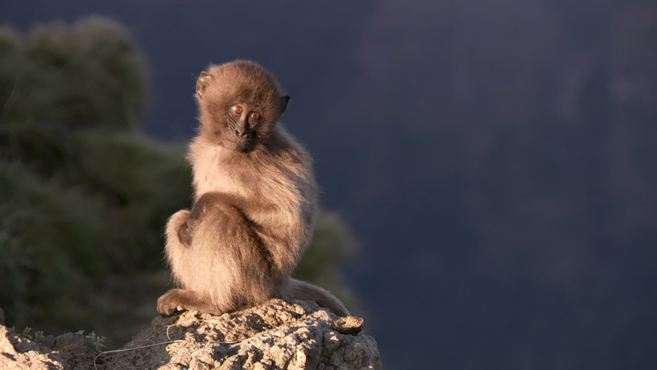 Monkey Planet (2014) - S01E01 - Meet the Family (1080p BluRay x2