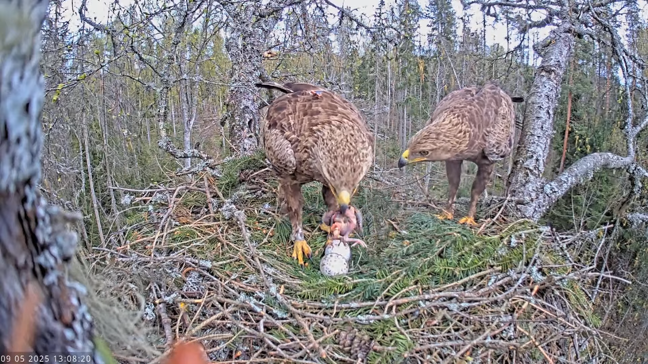 Väike-konnakotkas __ Clanga pomarina __ Lesser Spotted Eagle 13-40-20 screenshot
