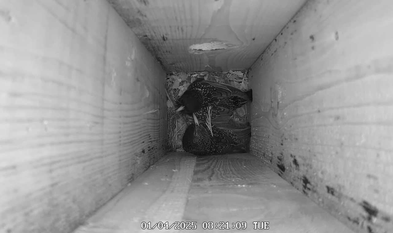 Mājas strazds 2025 Tiešraide - YouTube - 118_10